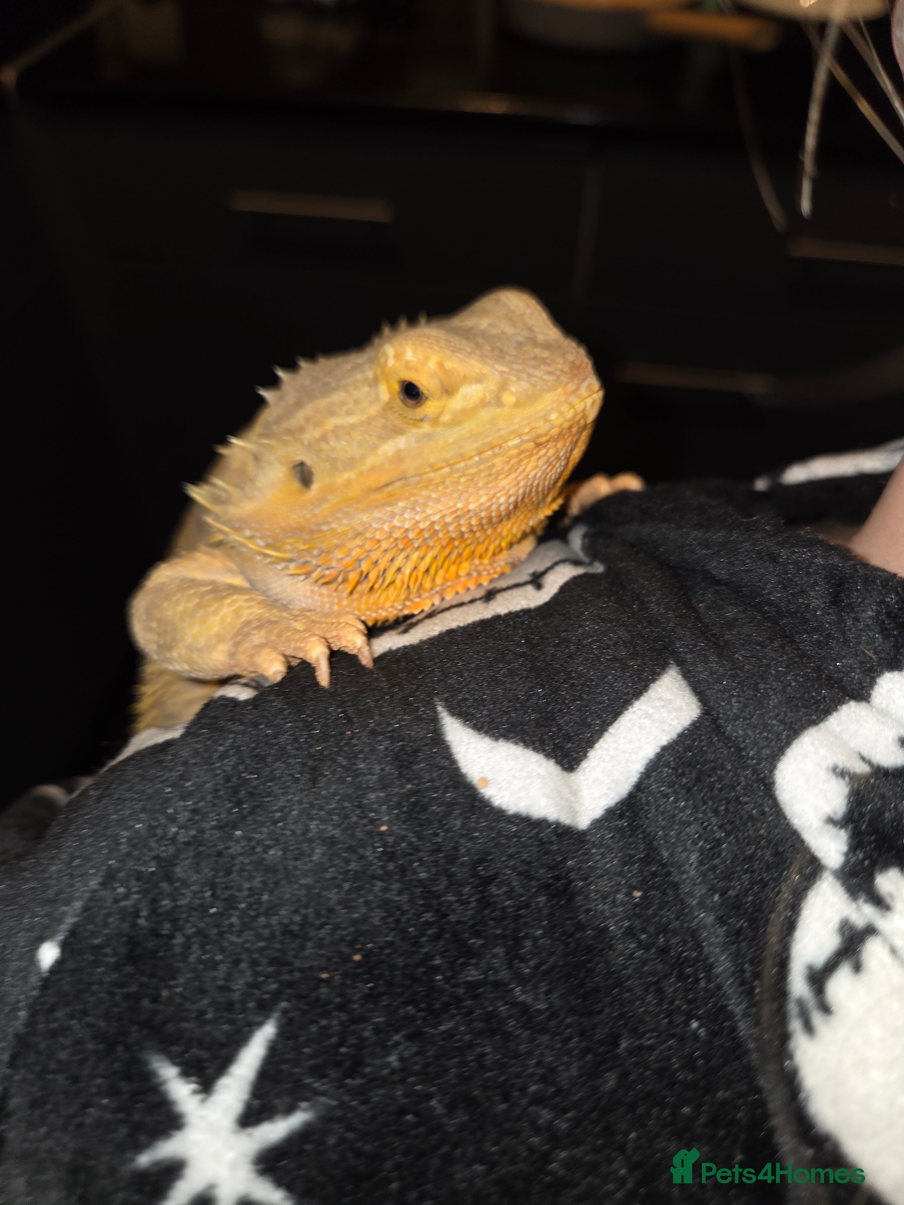 Bearded Dragon reptiles 3 year old beautiful female dragon - Advert 2