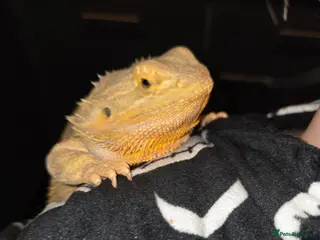 Bearded Dragon reptiles 3 year old beautiful female dragon - Advert 2