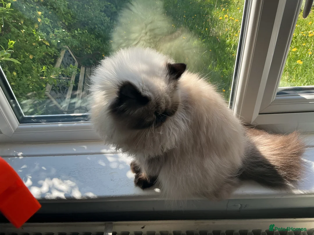 Persian cats for sale: Stunning Persian Himalayan   - Advert 2