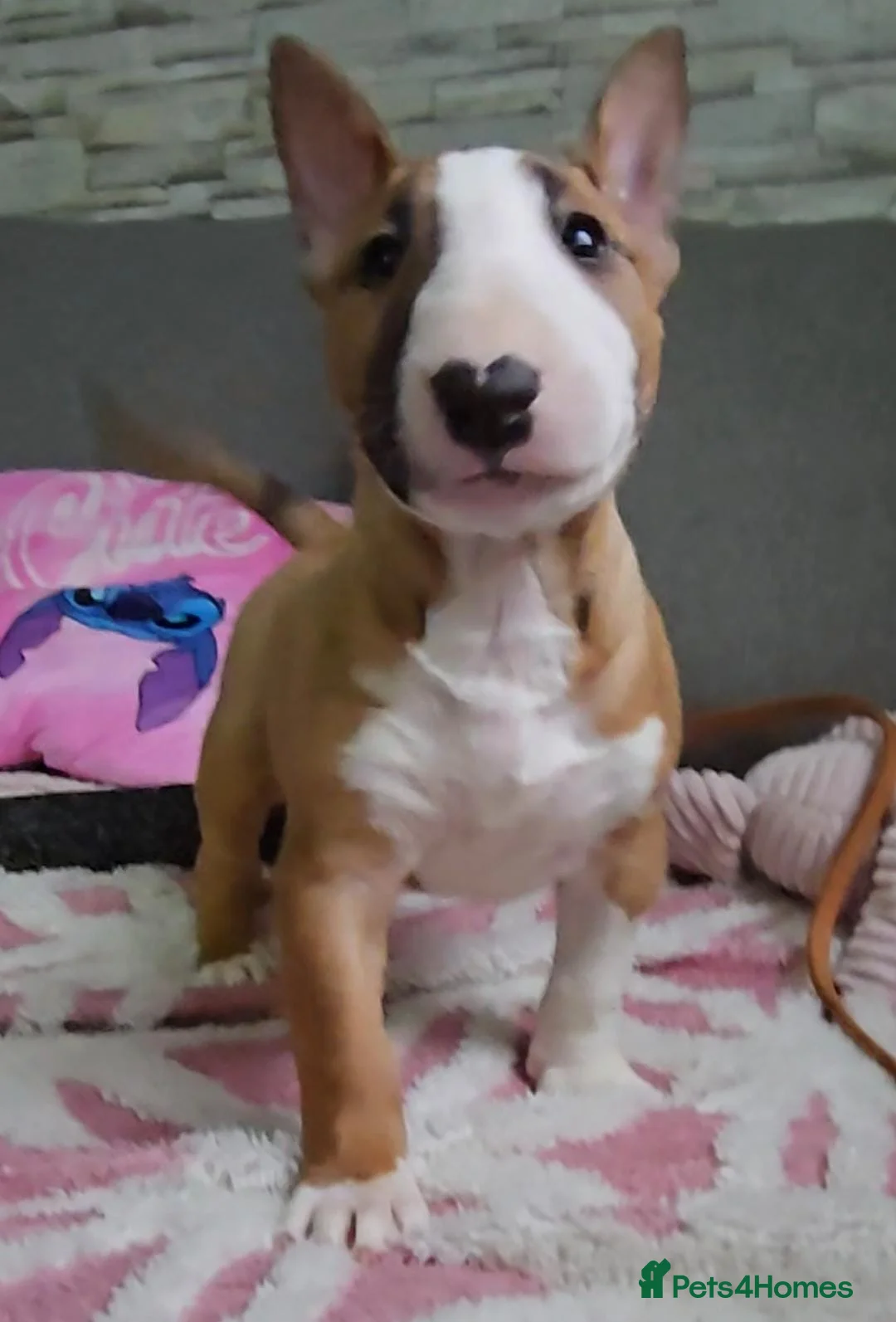 English Bull Terrier dogs for sale: Top Quality KC registered health checked - Advert 3
