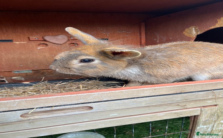 Mixed Breed rabbits - Advert 15