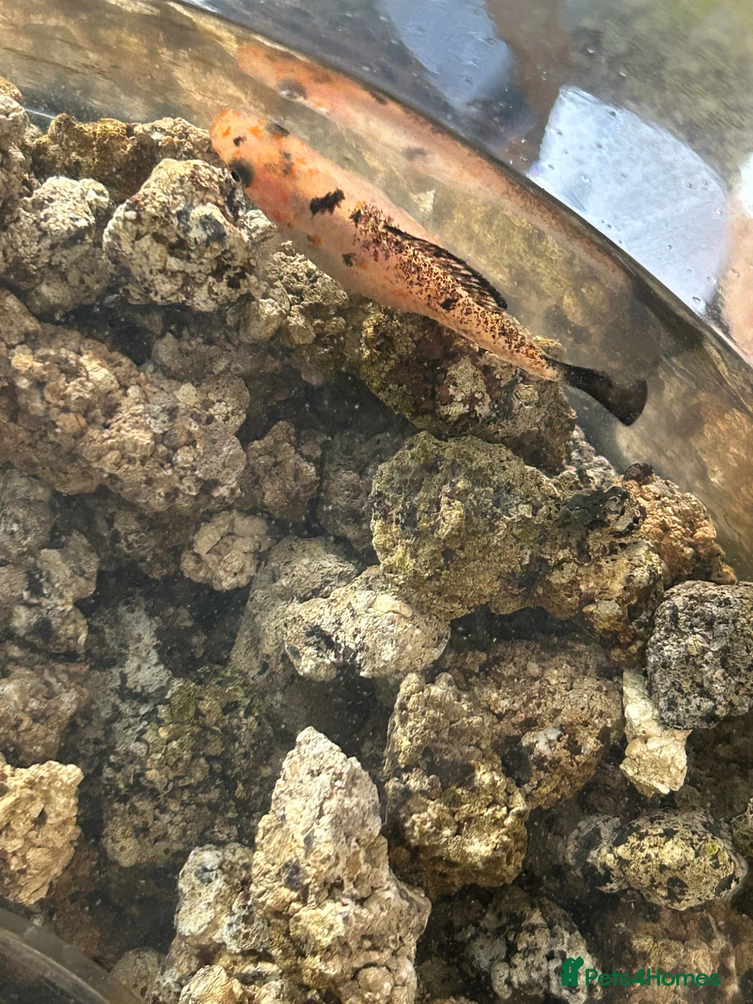 Mollies fish for sale: 2 Mollies available - Advert 5