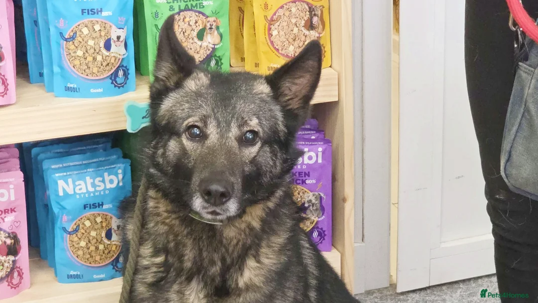 Mixed Breed dogs for adoption: Lobito in Alfreton - Advert 4