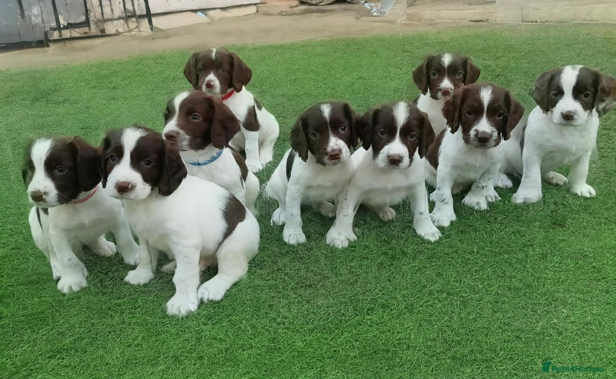 English Springer Spaniel dogs KC REg' English Springer Spaniel Pups for sale - Advert 1