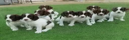 English Springer Spaniel dogs for sale: KC REg' English Springer Spaniel Pups for sale - Advert 1