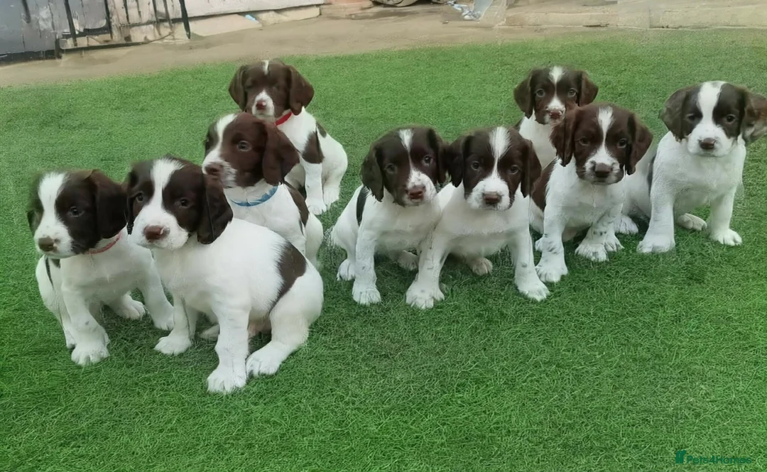 English Springer Spaniel dogs for sale: KC REg' English Springer Spaniel Pups for sale - Advert 1