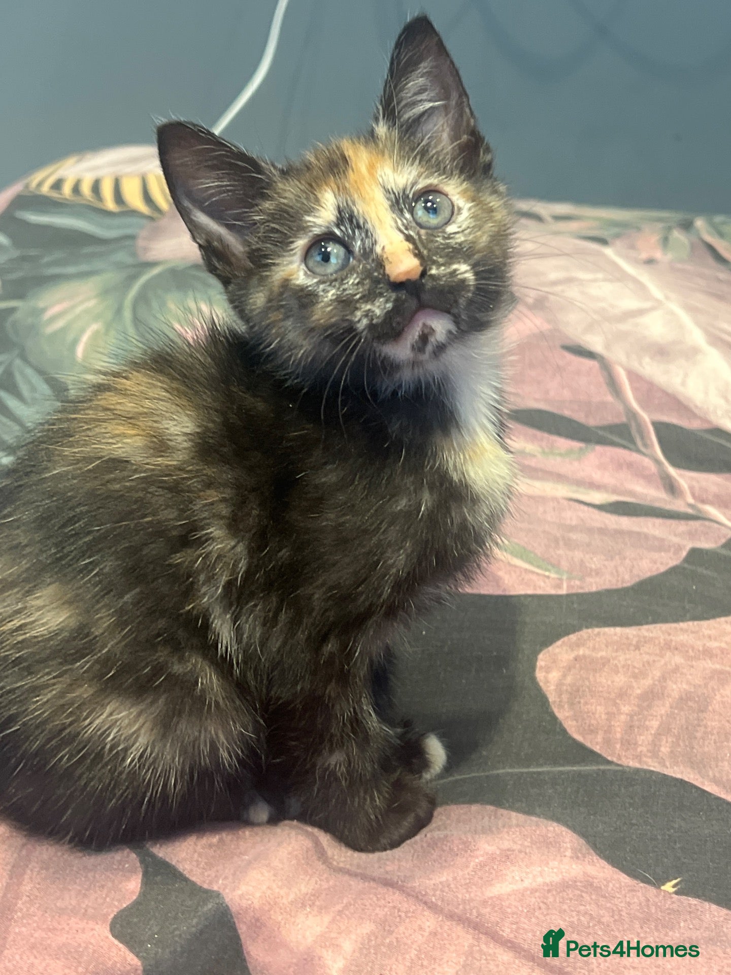 Domestic Shorthair cats 3 female kittens ready now - Advert 10
