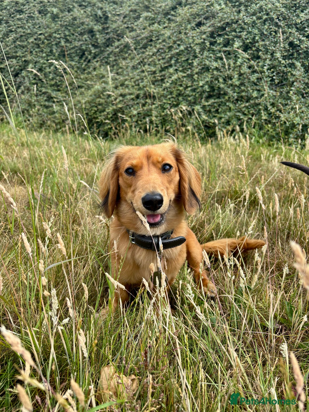 Miniature Dachshund dogs for stud: Shaded cream long haired stud  - Advert 4