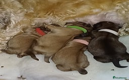 Shih Tzu dogs for sale: SHIH TZU litter. Ready 15/01/2026 - Advert 2