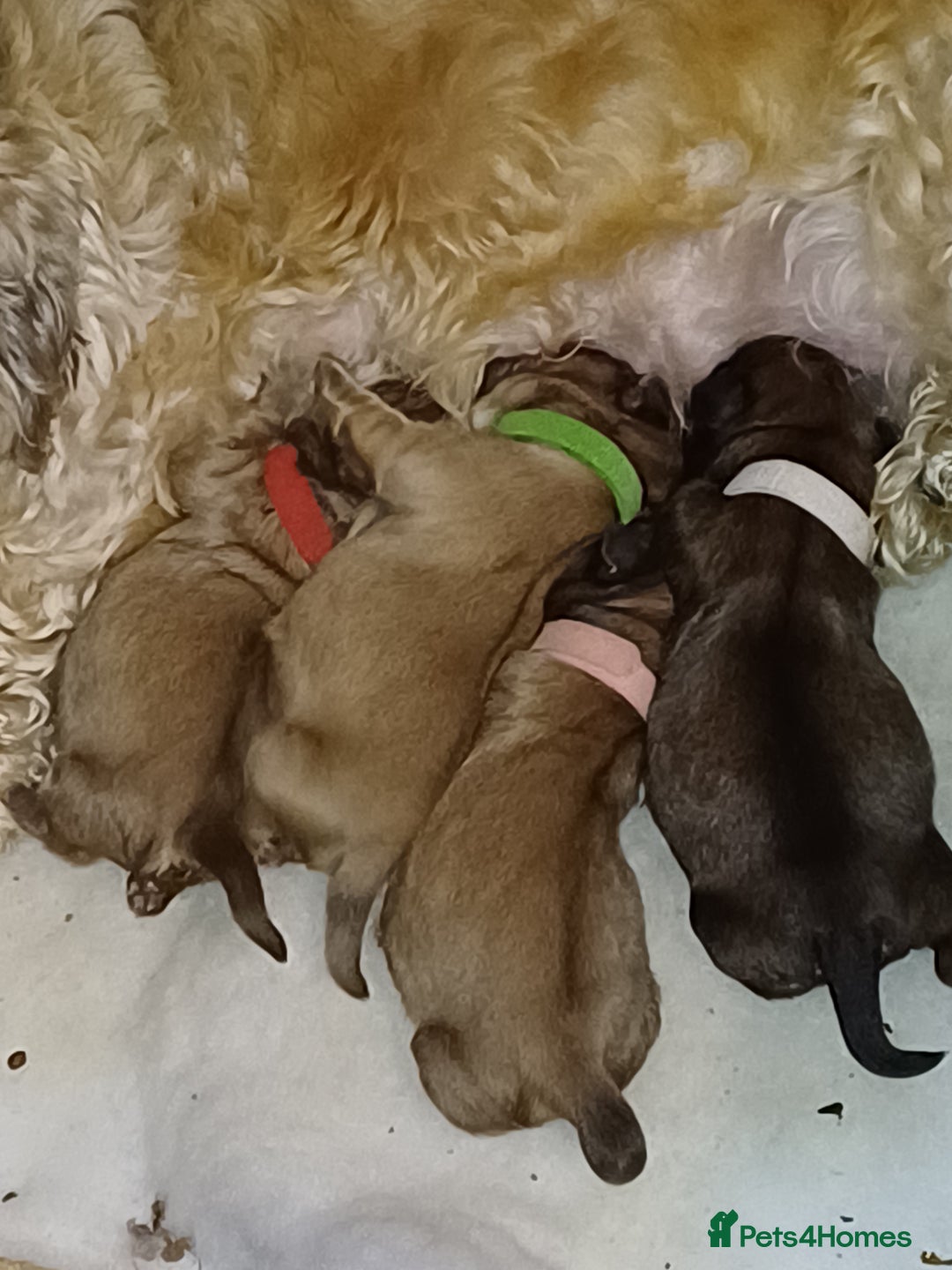 Shih Tzu dogs for sale: SHIH TZU litter. Ready 15/01/2026 - Advert 2