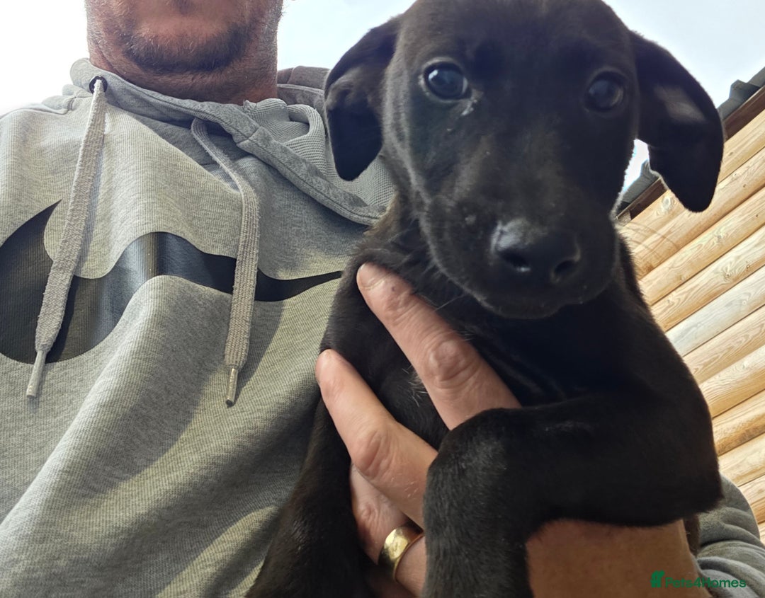 Mixed Breed dogs for sale: Labrador cross saluki puppies - Image 2