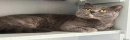 British Shorthair cats for sale: Active British shorthair female  - Advert 3