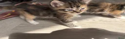 Mixed Breed cats for sale: Affectionate & Beautiful Ragdoll X Kittens - Advert 9
