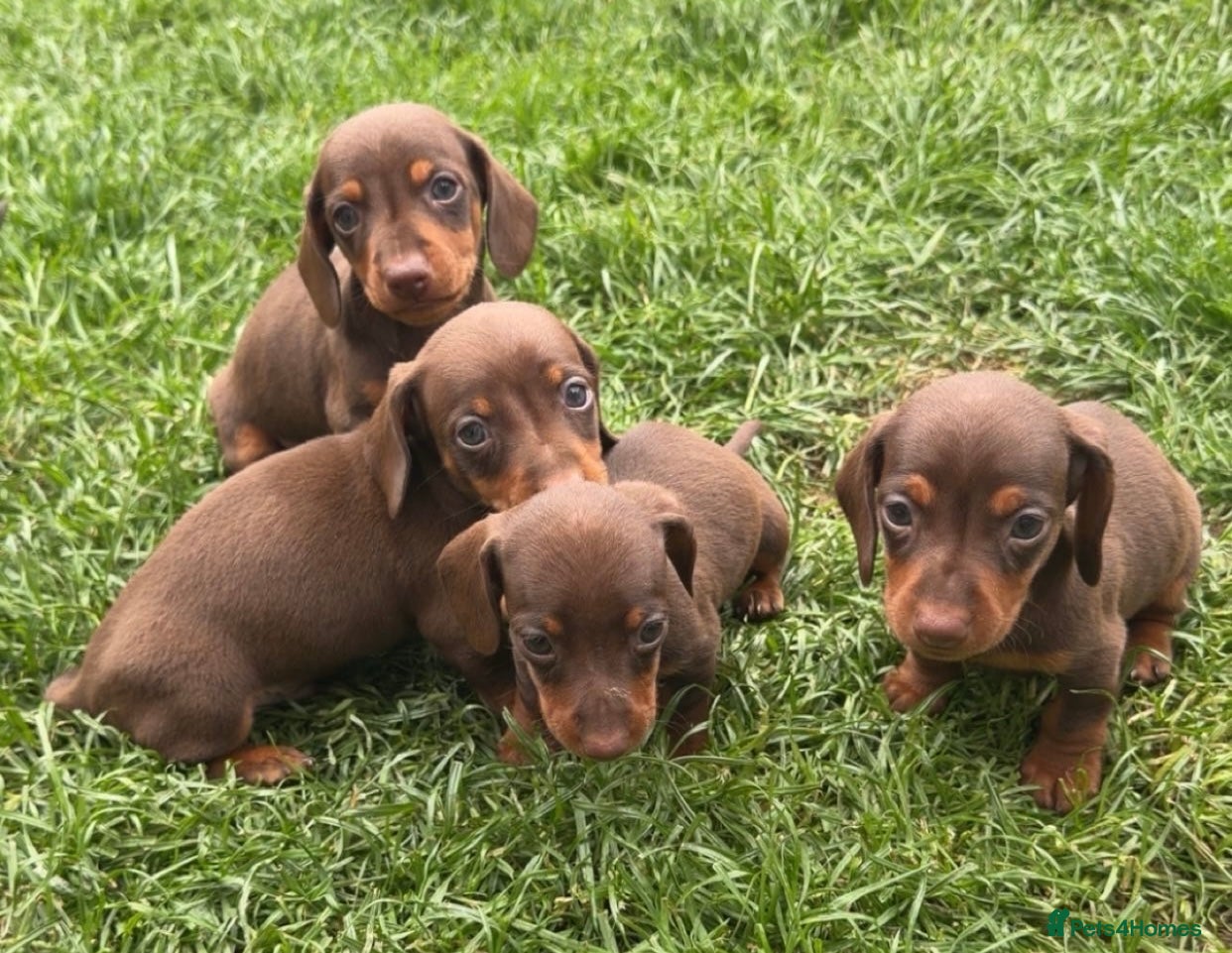 Miniature Dachshund dogs 🐶 Miniature Dachshund puppies! 🐶 - Advert 6