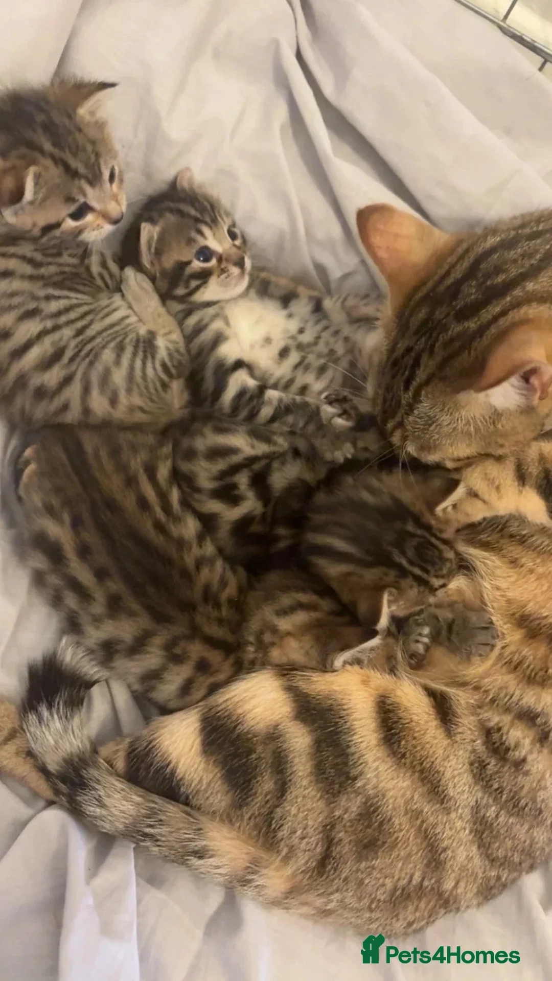 Bengal cats for sale: 🐆 STUNNING BENGAL CROSS FEMALE  - Advert 12
