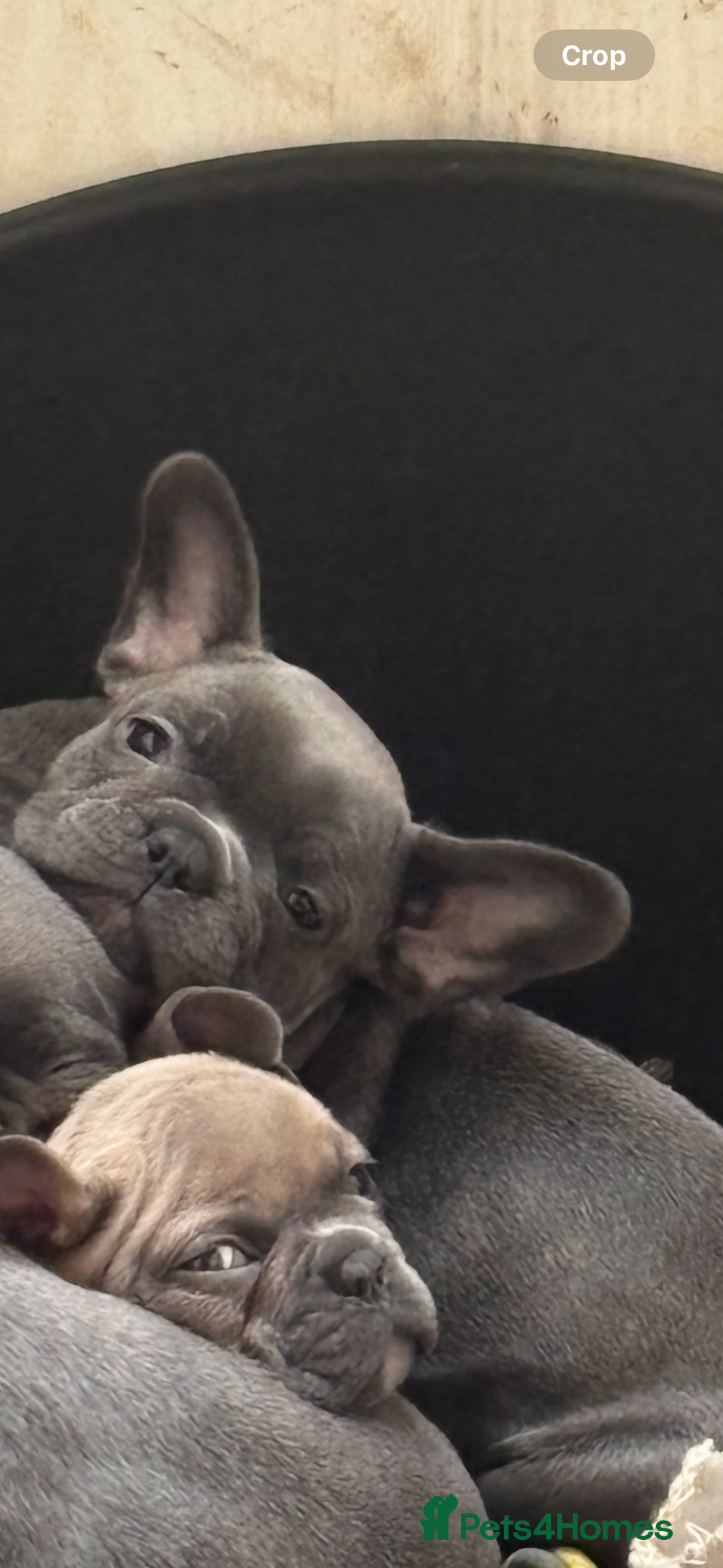 French Bulldog dogs for sale: French bulldogs puppies  - Image 3