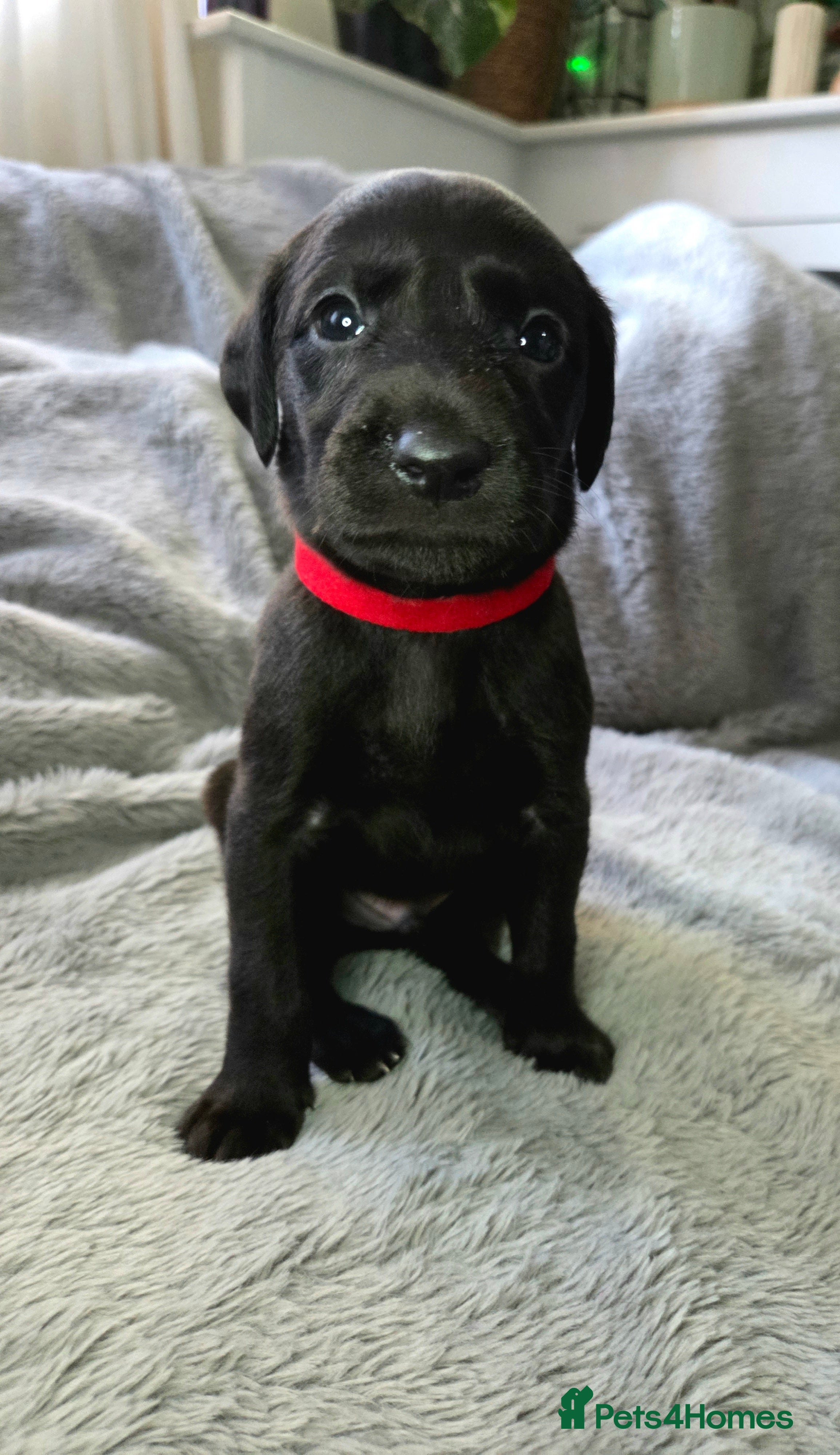 Mixed Breed dogs 🐾 Beautiful Labrador × Whippet Puppies! 🐾 - Advert 2