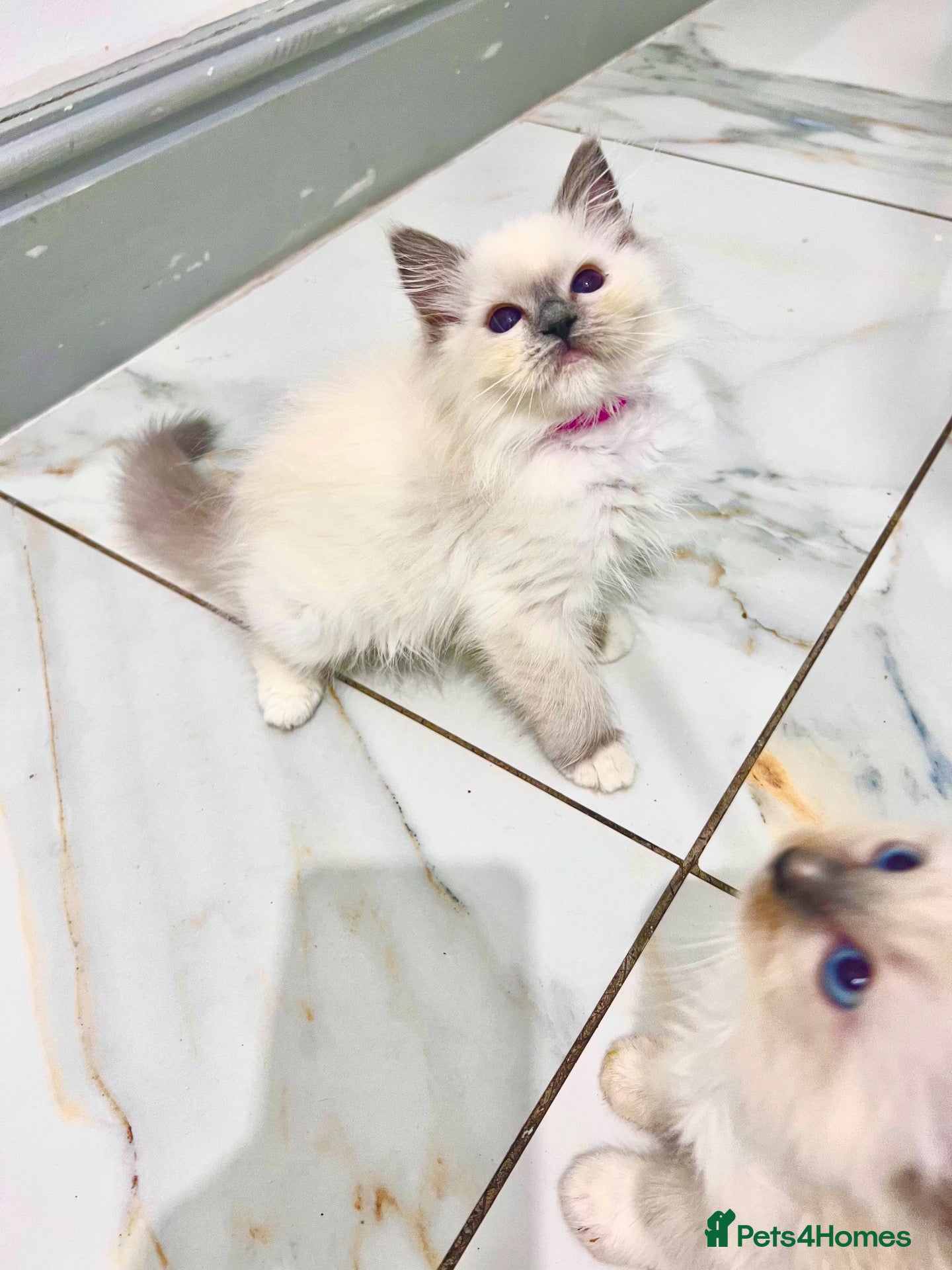 Ragdoll cats for sale: PURE&STUNNING Ragdoll kittens  - Advert 4
