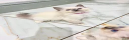 Ragdoll cats for sale: PURE&STUNNING Ragdoll kittens  - Advert 1