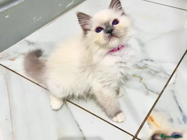 Ragdoll cats for sale: PURE&STUNNING Ragdoll kittens - Advert 4