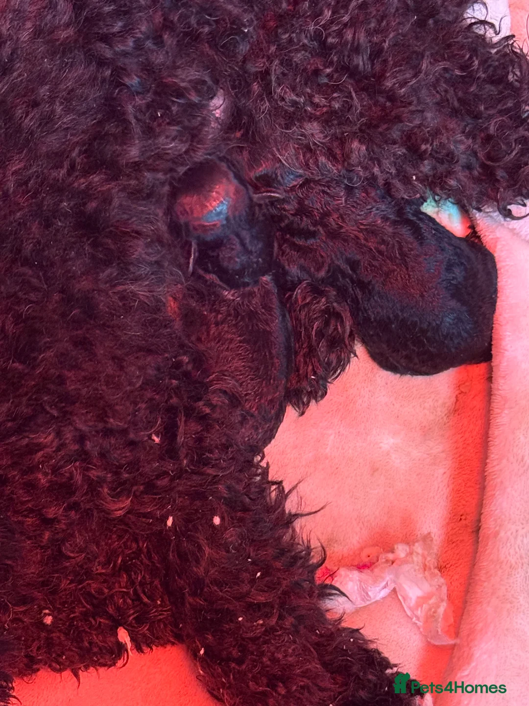 Toy Poodle dogs for sale: Gorgeous Black Toy Poodle Puppies in South Ockendon - Advert 2