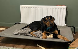 Mixed Breed dogs for sale: Dobermann mix 9 month old male - Image 2