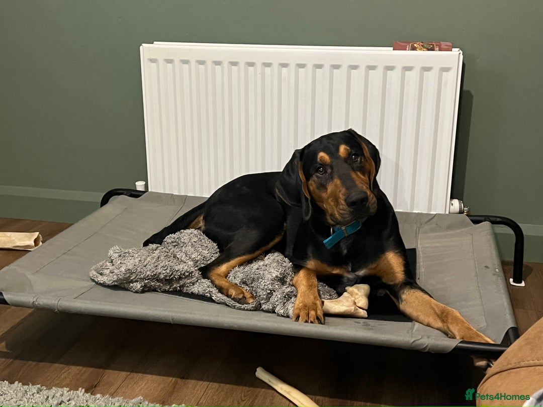 Mixed Breed dogs for sale: Dobermann mix 9 month old male - Image 2