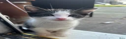 Mixed Breed cats for sale: Beautiful kittens  in Hereford - Advert 13