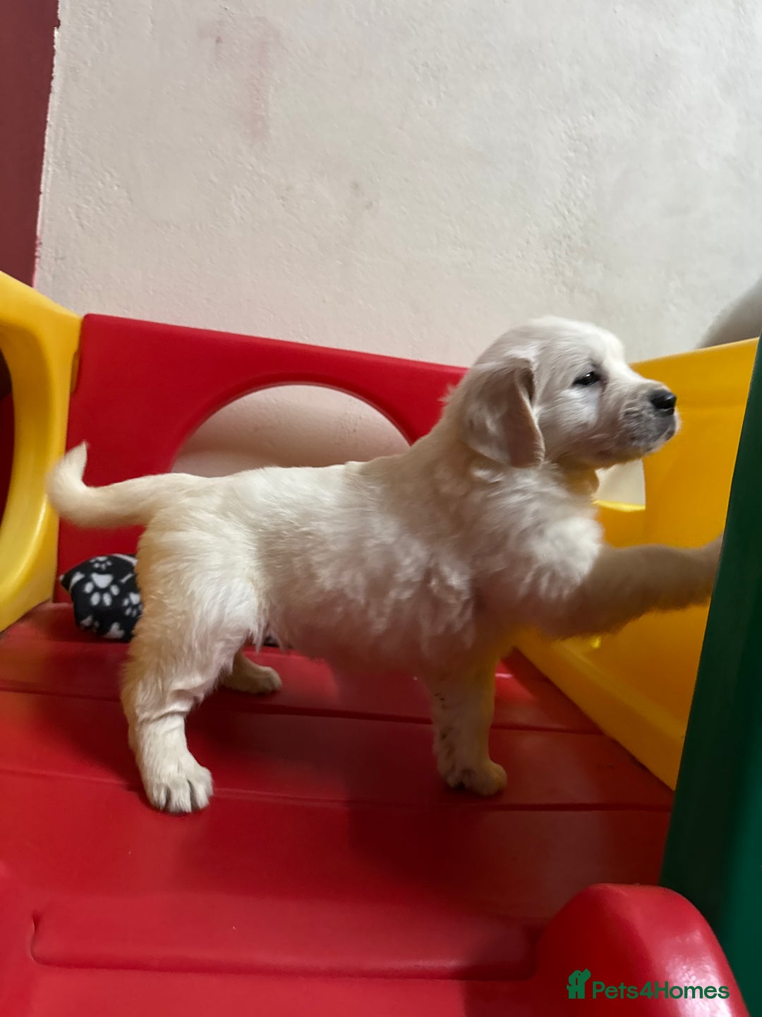 Golden Retriever dogs for sale: Extensively Health Tested & Kids Best friends - Advert 6