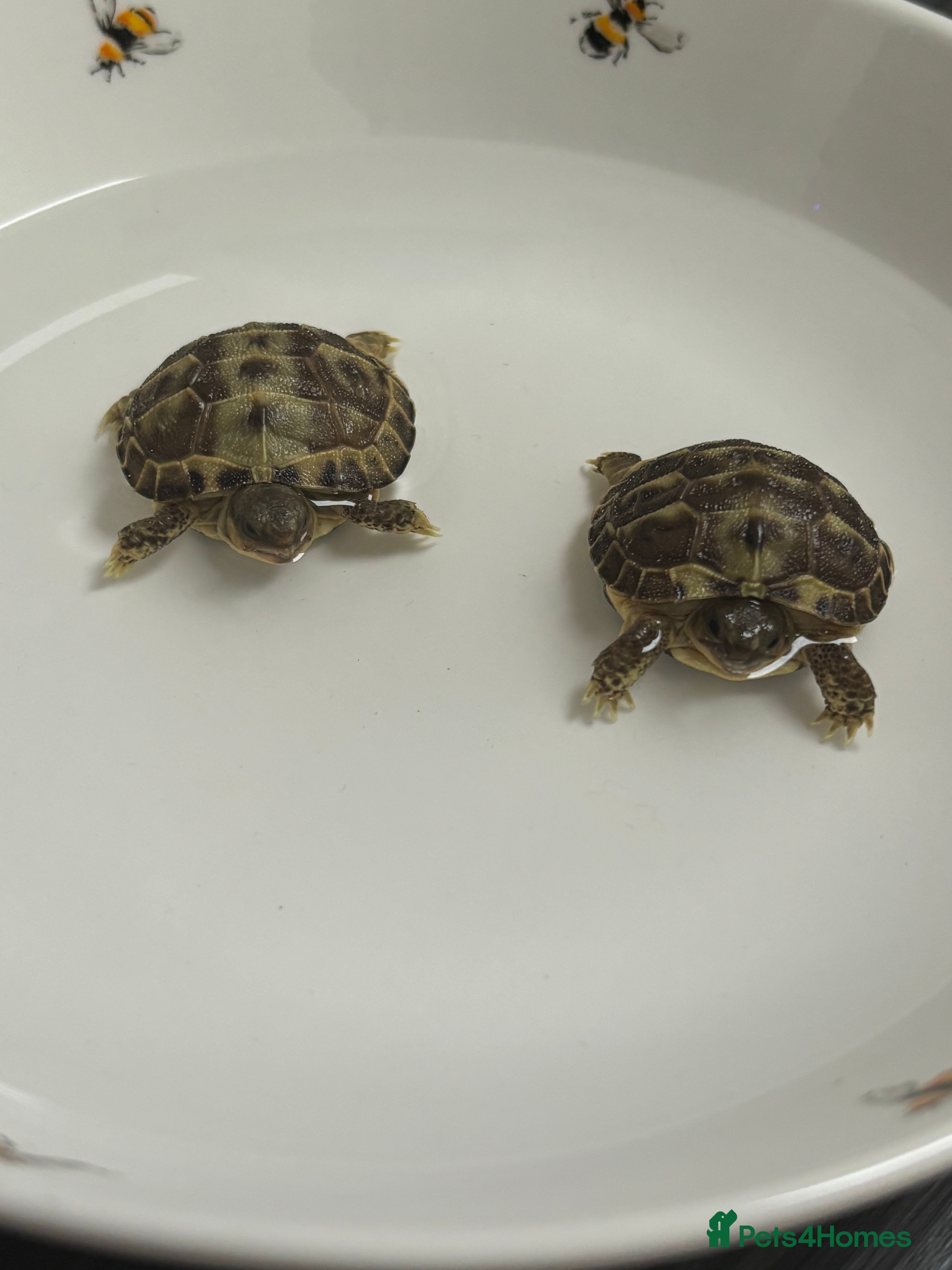 Tortoise reptiles STUNNING UK BRED HORSEFIELD BABIES AVAILABLE!! - Advert 11