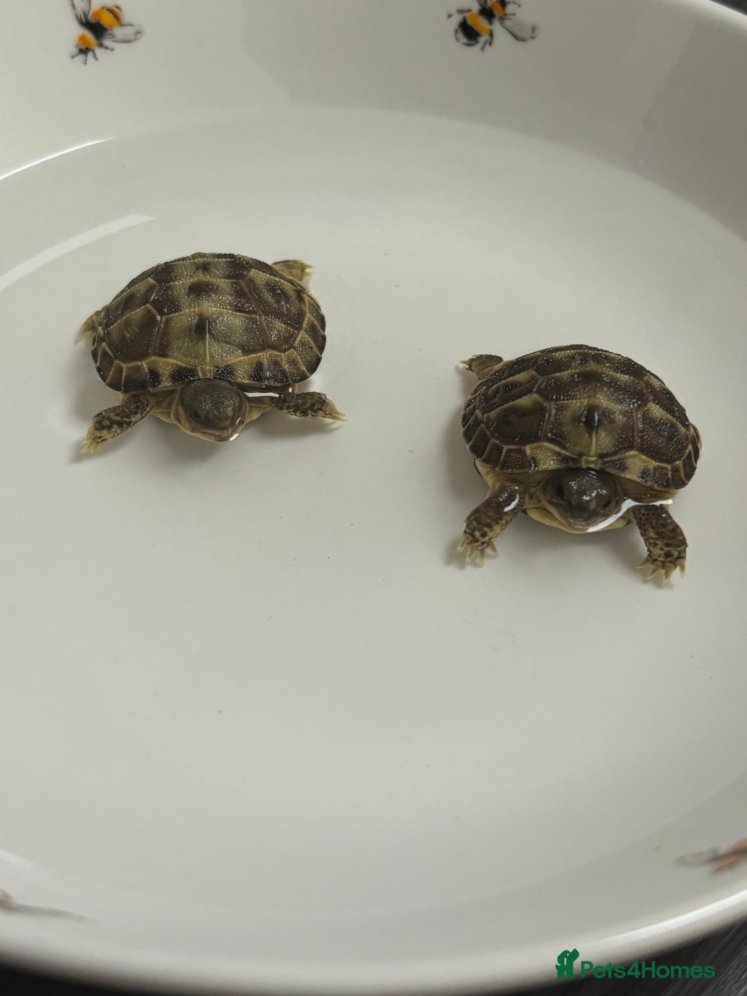Tortoise reptiles for sale: STUNNING UK BRED HORSEFIELD BABIES AVAILABLE!! - Advert 1