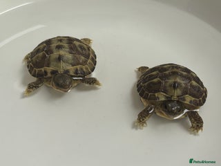 Tortoise reptiles STUNNING UK BRED HORSEFIELD BABIES AVAILABLE!! - Advert 11