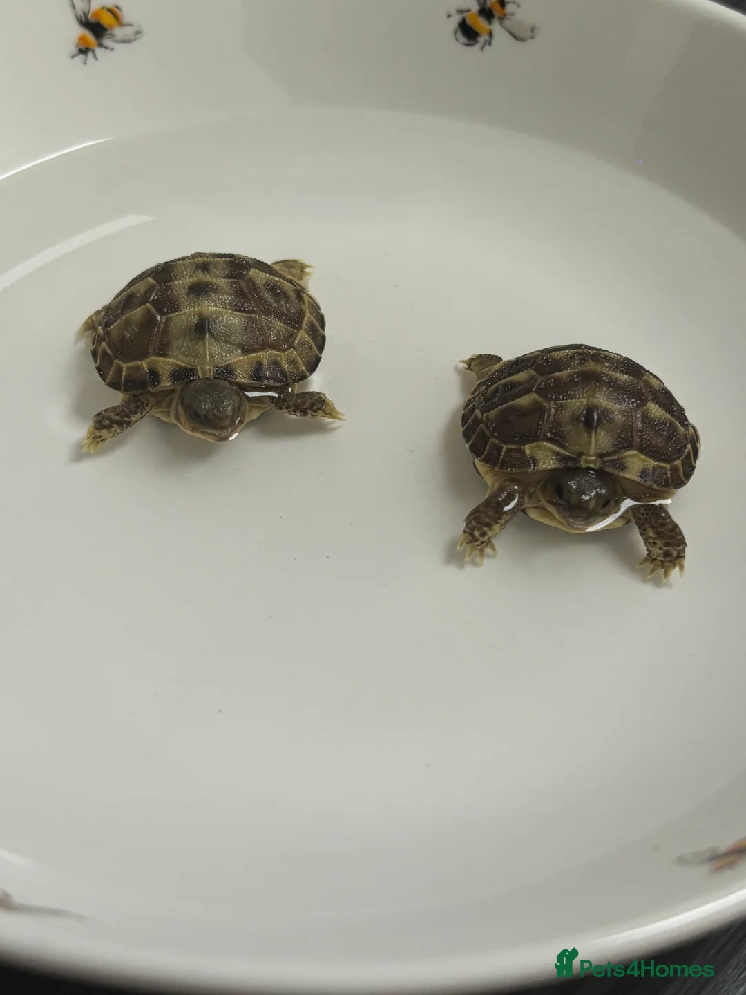 Tortoise reptiles for sale: STUNNING UK BRED HORSEFIELD BABIES AVAILABLE!! - Advert 1