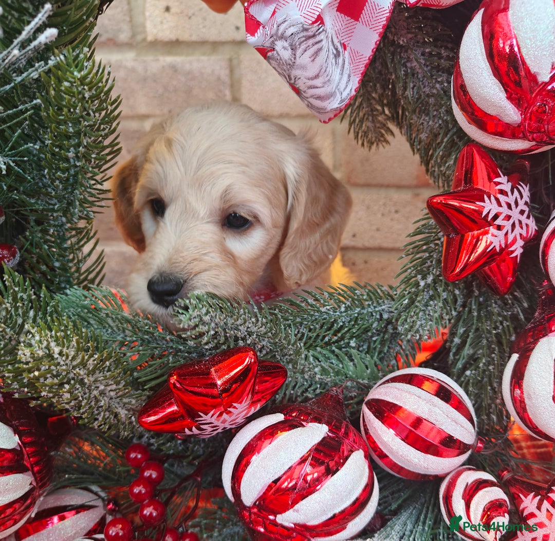 Mini Goldendoodle dogs for sale: *REDUCED* Adorable Red & Apricot Goldendoodles - Advert 7