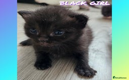 Mixed Breed cats for sale:  Kittens🥰Ragdoll and short hair domestic catcat  - Image 8