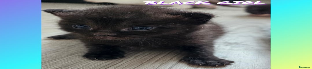 Kitten black girl 