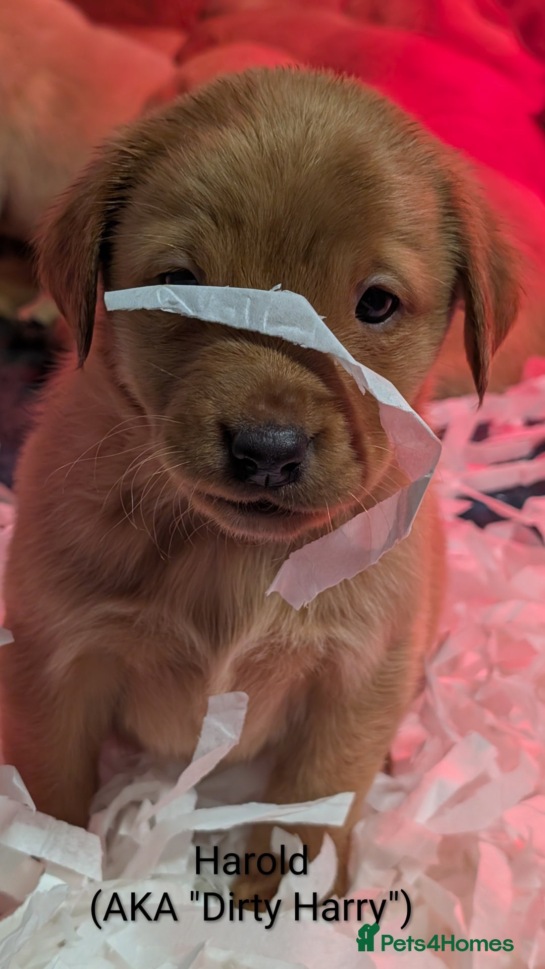 Labrador Retriever dogs for sale: Fab KC Fox Red Pups - 4* Higher Standard Breeder - Advert 3