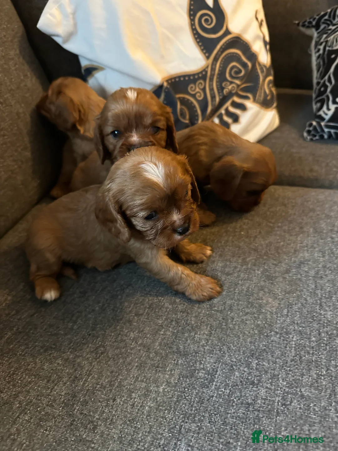 Cavalier King Charles Spaniel dogs for sale: Beautiful Rich Ruby Cavalier King Charles Puppies - Advert 2