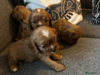 Cavalier King Charles Spaniel dogs Beautiful Rich Ruby Cavalier King Charles Puppies - Advert 2