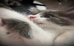 Ragdoll cats for sale: Beautiful ragdoll/blue Russian  - Image 3