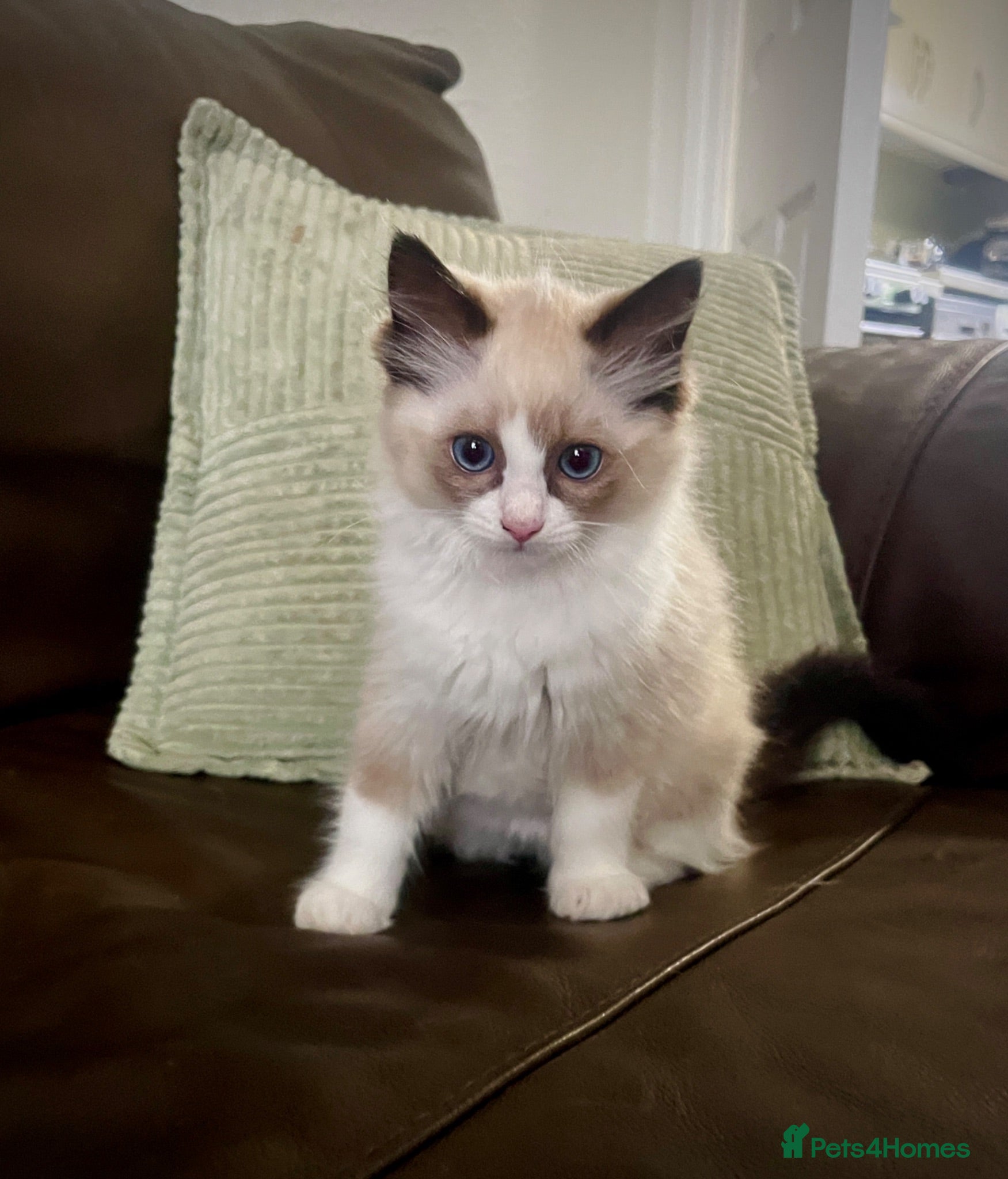 Ragdoll cats GCCF Registered Ragdoll Kittens  - Advert 2