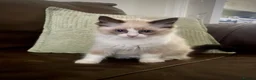 Ragdoll cats for sale: GCCF Registered Ragdoll Kittens  - Advert 6