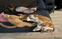 Sphynx cats for sale: Last ginger male ready to go now - Image 4