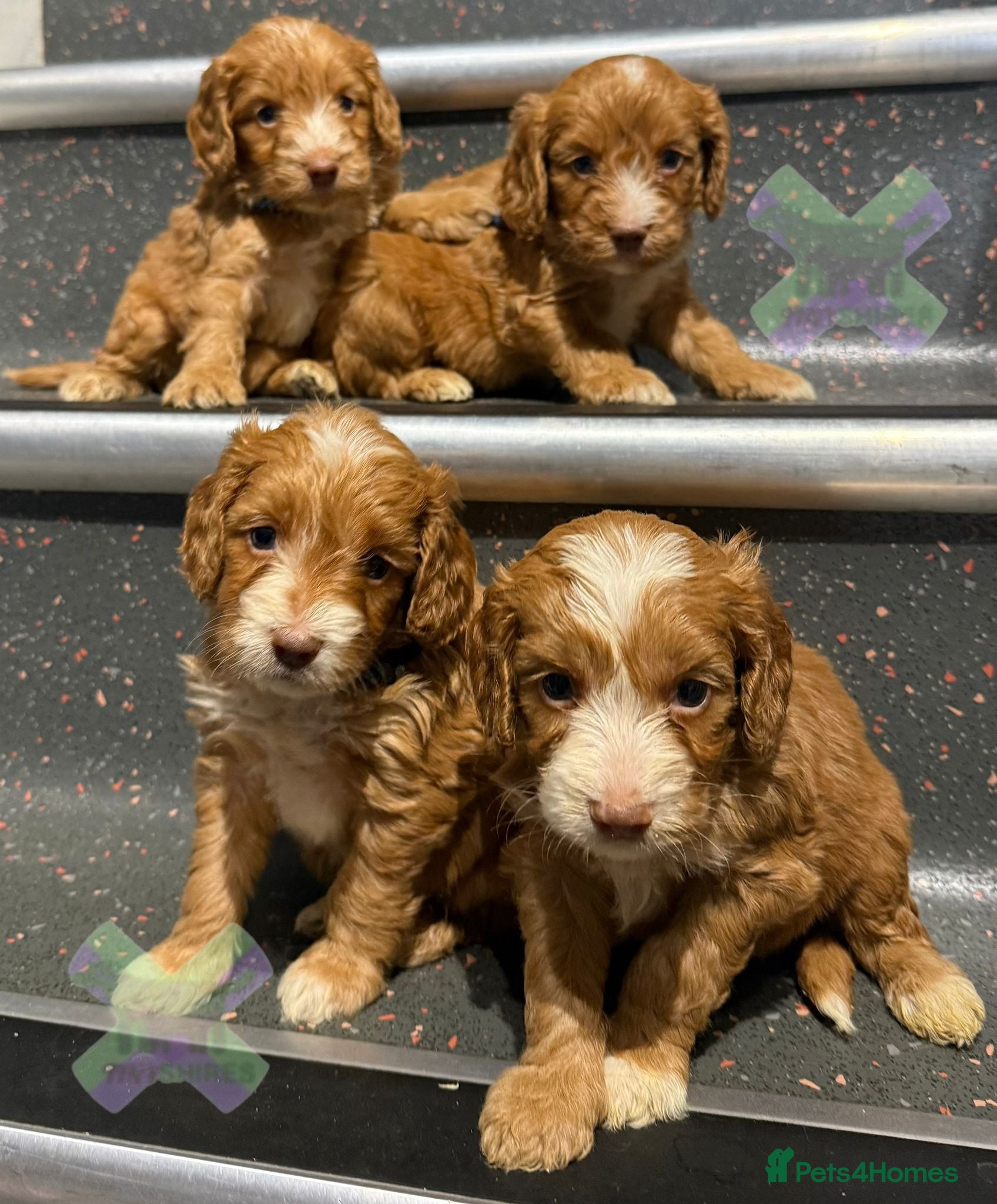 Cockapoo dogs F1 Apricots and fox reds mini cockapoos 30 dna clr - Advert 1