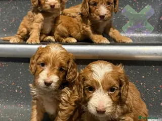 Cockapoo dogs for sale: F1 Apricots and fox reds mini cockapoos 30 dna clr - Advert 2