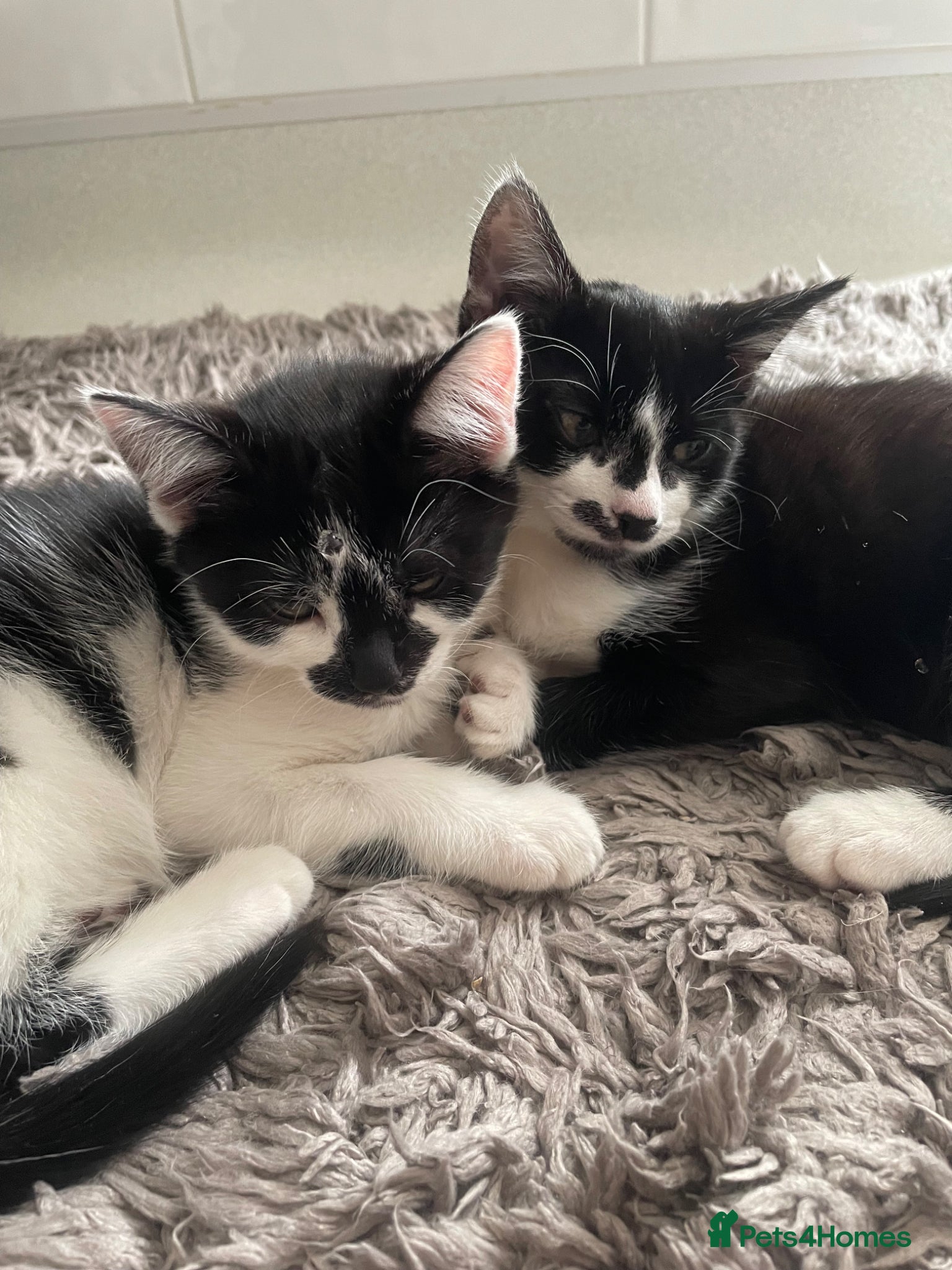 Mixed Breed cats Adorable bonded pair - Advert 17