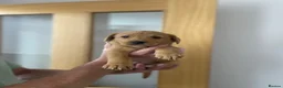 Labrador Retriever dogs for sale: Kc Registered working Labrador puppies   - Advert 16
