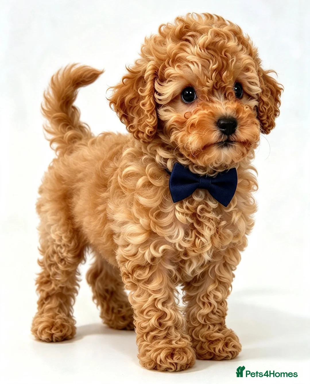 Toy Poodle dogs for sale:  Beautiful Toy Poodle Puppies  - Advert 2