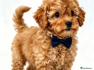 Toy Poodle dogs Beautiful Toy Poodle Puppies - Advert 2