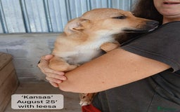 Mixed Breed dogs for adoption: Dallas, 6 months approx. Available for adoption. - Image 5